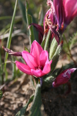 Babiana blanda