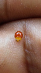 Cryptognatha auriculata