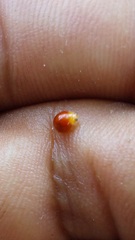 Cryptognatha auriculata