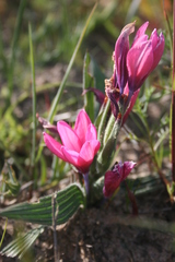 Babiana blanda