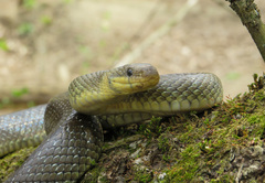 Zamenis longissimus
