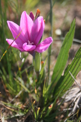 Babiana blanda
