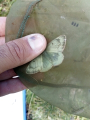 Colias phicomone