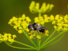 Cheilosia illustrata