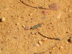 Sphingonotus rubescens