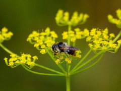 Cheilosia illustrata