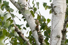 Setophaga coronata coronata