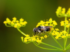 Cheilosia illustrata