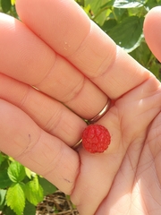 Rubus