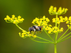Cheilosia illustrata
