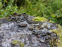 Thamnophis sirtalis pallidulus