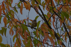 Setophaga coronata coronata