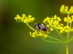 Cheilosia illustrata