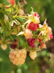 Rubus