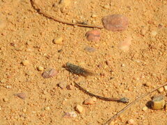 Sphingonotus rubescens
