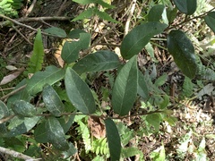 Ficus pumila awkeotsang