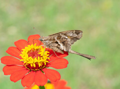 Eudamini