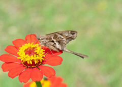 Eudamini