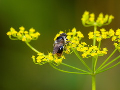 Cheilosia illustrata