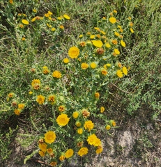 Grindelia squarrosa