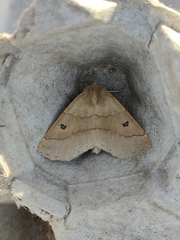 Crocallis dardoinaria