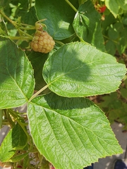 Rubus