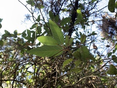 Ficus pumila awkeotsang