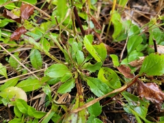 Solidago simplex