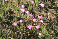Lampranthus filicaulis