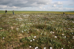 Lampranthus filicaulis