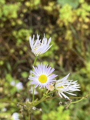 Erigeron philadelphicus