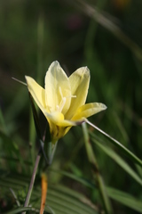 Gladiolus trichonemifolius