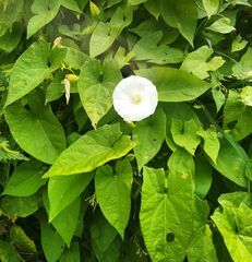 Calystegia sepium sepium