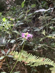 Betonica officinalis