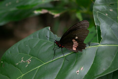 Parides