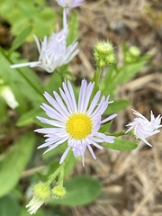 Erigeron philadelphicus