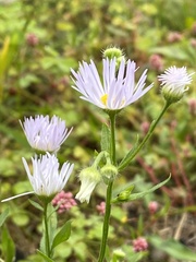 Erigeron philadelphicus