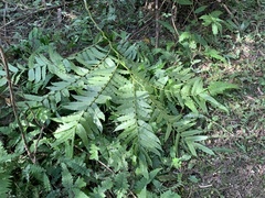 Angiopteris lygodiifolia
