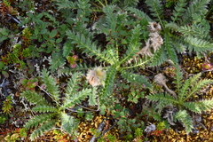 Geum glaciale