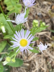 Erigeron philadelphicus