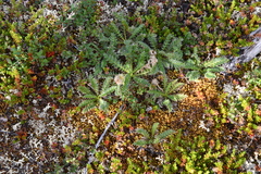 Geum glaciale