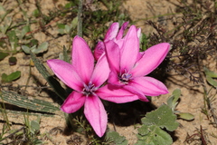 Babiana blanda