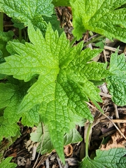 Leonurus cardiaca