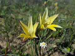 Gladiolus trichonemifolius