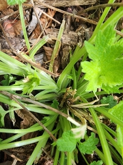 Leonurus cardiaca