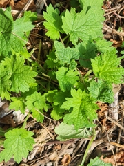 Leonurus cardiaca