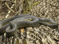 Zamenis longissimus