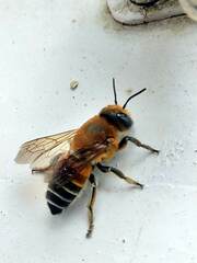 Megachile lanata