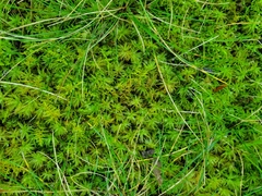 Sphagnum angustifolium