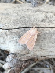 Denticucullus pygmina